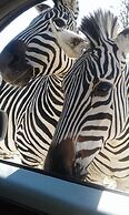 Warthogs Safari Camp