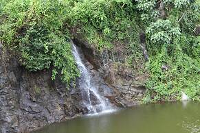 Athirapilly Green Trees