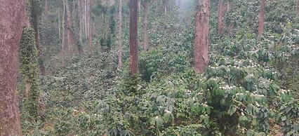 Three Hills Resort & Spa, Coorg