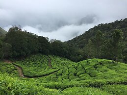 Pine Tree Munnar