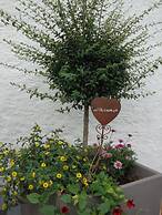 Hotel Schindelberg