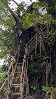 Castle Tree House