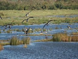 Auplands