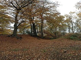 Auplands