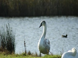 Auplands