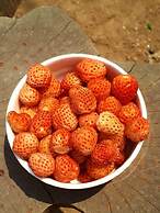 Trinetra Orchards