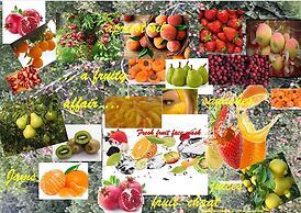 Trinetra Orchards