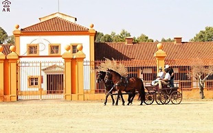 Dom Dinis Marvão