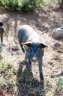 Finca Es Cabas