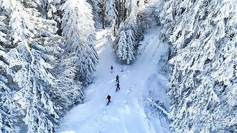 Nature Titisee