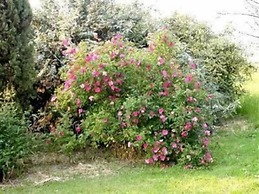 Alla Cedrara agriturismo