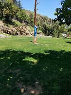 The Mountain Quail