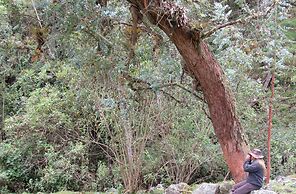 Finca Los Arboles