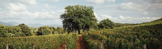 La Cerreta - Terme di Sassetta