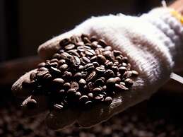 Matayoshi Coffee Farm