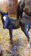 Au fer à cheval