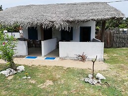 dolphin wadiya