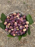 Tenuta Palmira