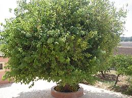 Antica Gebbia