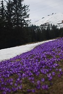 Zelenaj Dacha