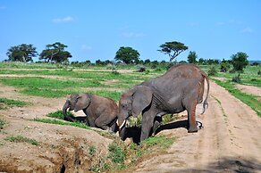 Elephant Rock Luxury Camp Tarangire