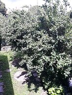 Bed & Breakfast Al Laghetto