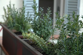 Ghibellino B&B