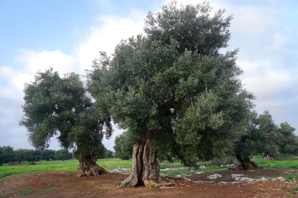 Masseria Capece
