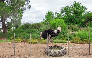 Bakenskraal Ostrich Palace