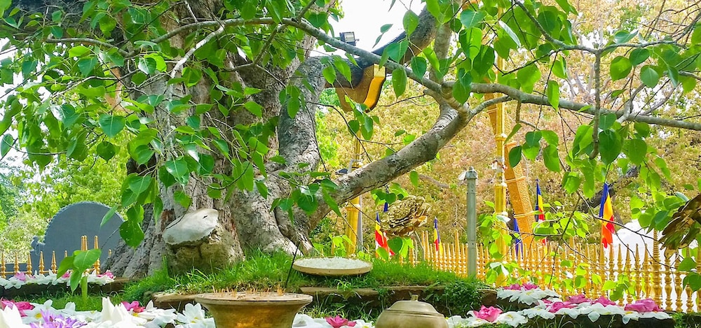 Silver Crown Nature Resort