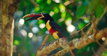 Tambopata Lodge