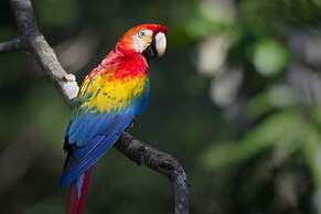 Tambopata Lodge