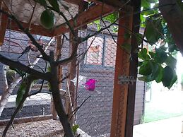 Assaf's Cabin