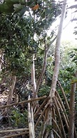 Mahun on the Lagoon Bungalows