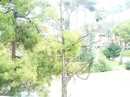 Avutarda de Carilo
