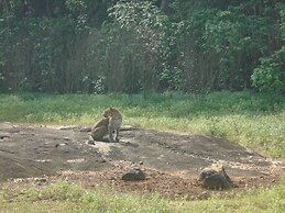 Yala Avian Eye Safari