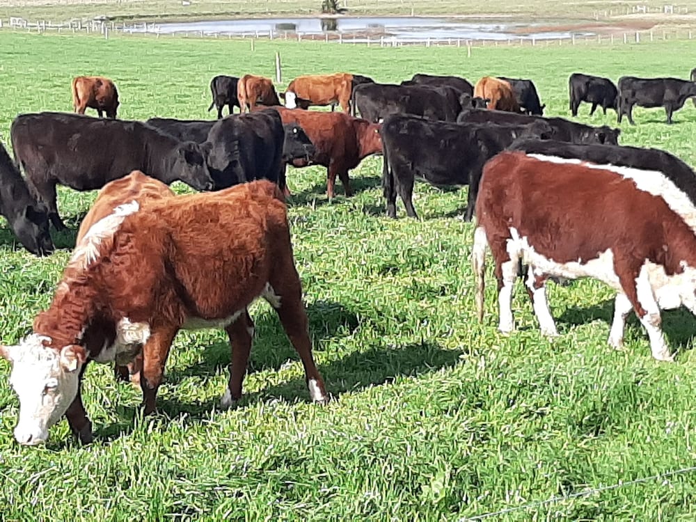 Estancia Renacimiento