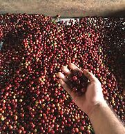 Finca Temática Cafetera Las Mercedes