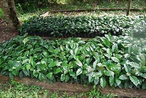 Finca Temática Cafetera Las Mercedes