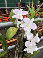 Orchid Lake House