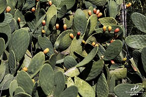 Domus Hyblaea
