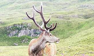 Applecross B&B and Cabins