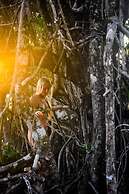 The Jaguars Jungle