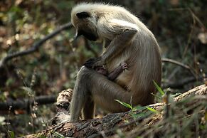 Red Earth Tadoba