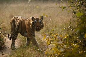 Red Earth Tadoba