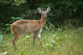 Red Earth Tadoba