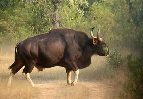 Red Earth Tadoba