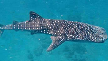 Pintuyan Dive Resort