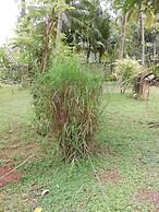 Coconut Treehouse
