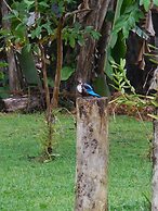 Coconut Treehouse